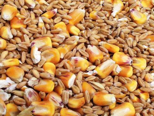 Cereal grains