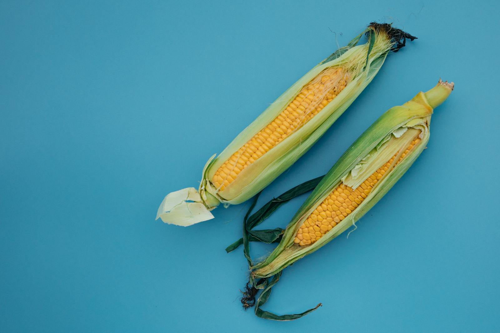 Two fresh corn cobs with husks on a vibrant blue background. Ideal food imagery.