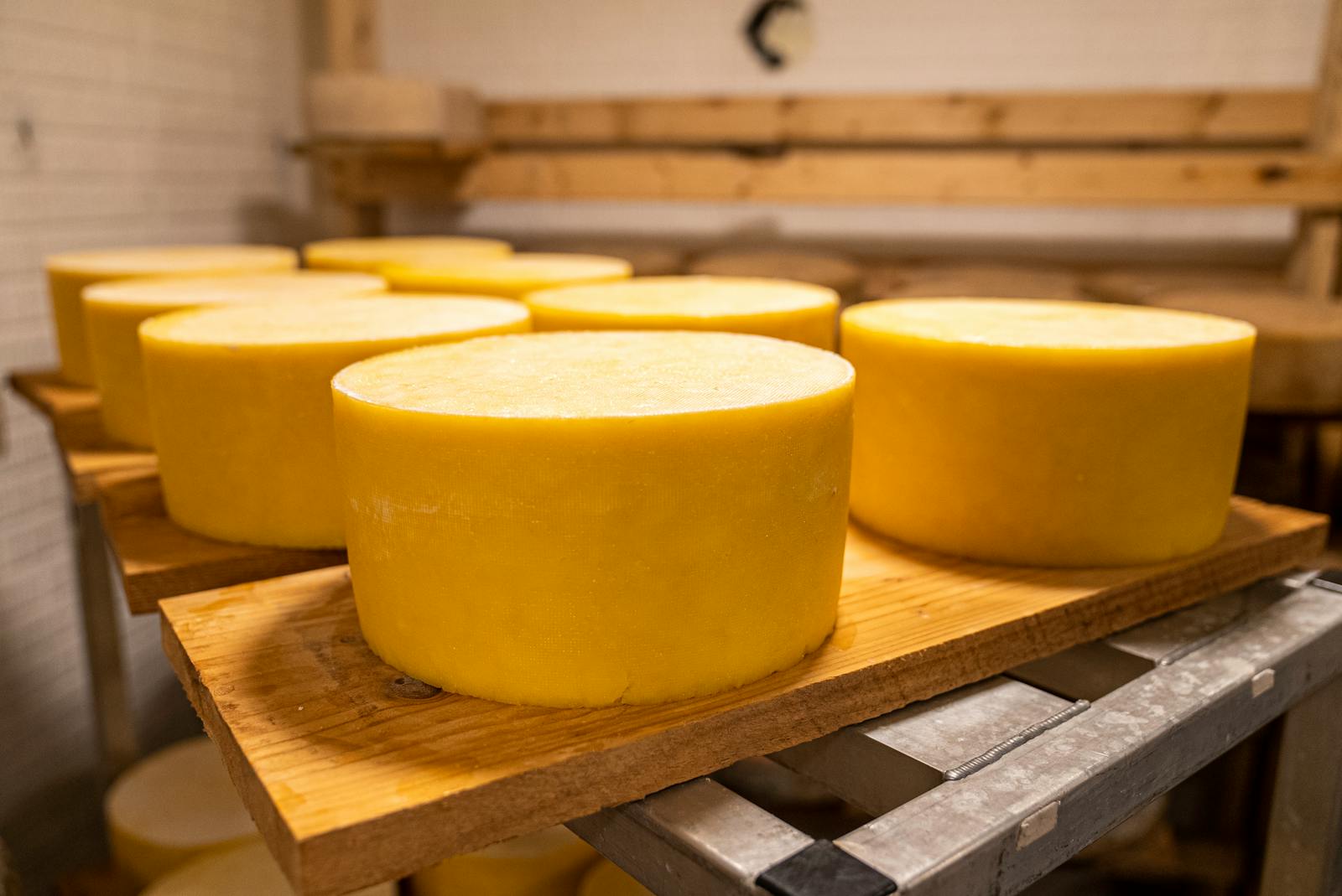 Aging cheese wheels in a rustic warehouse in North Carolina with natural wood shelving.
