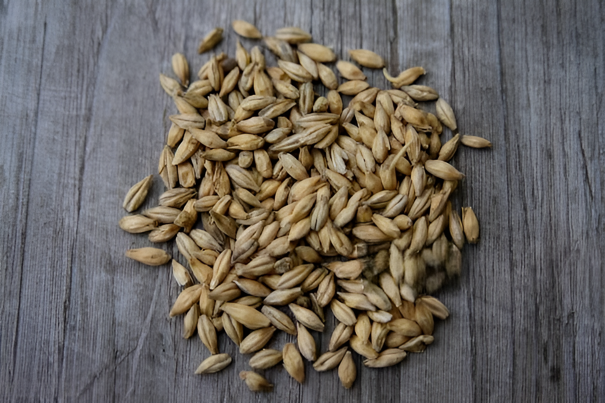 Malted barley