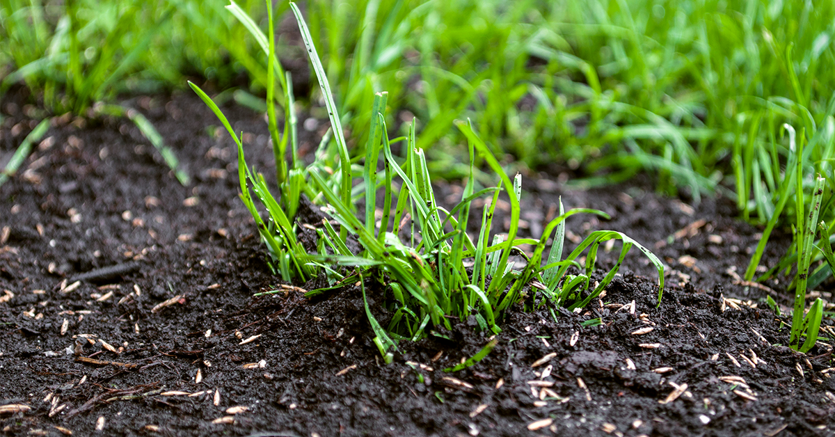 Grass seeds