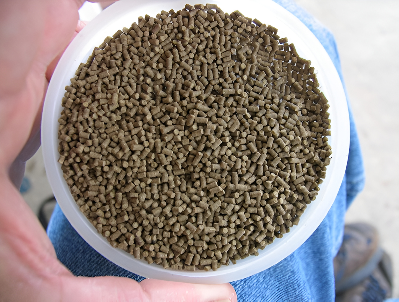 Shrimp feed