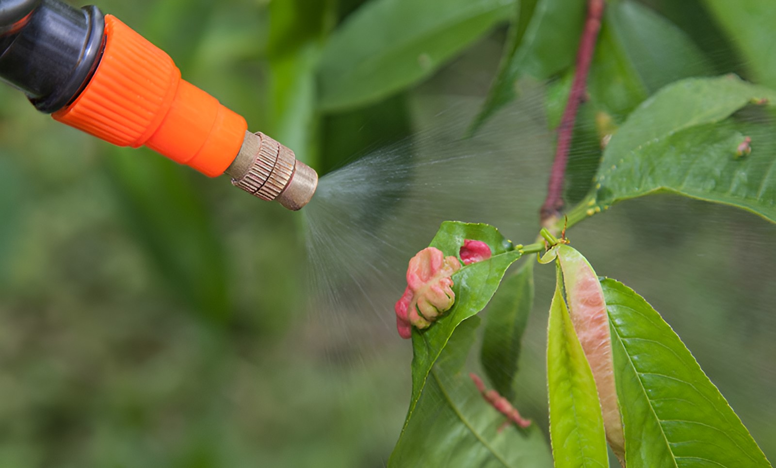 Fungicides