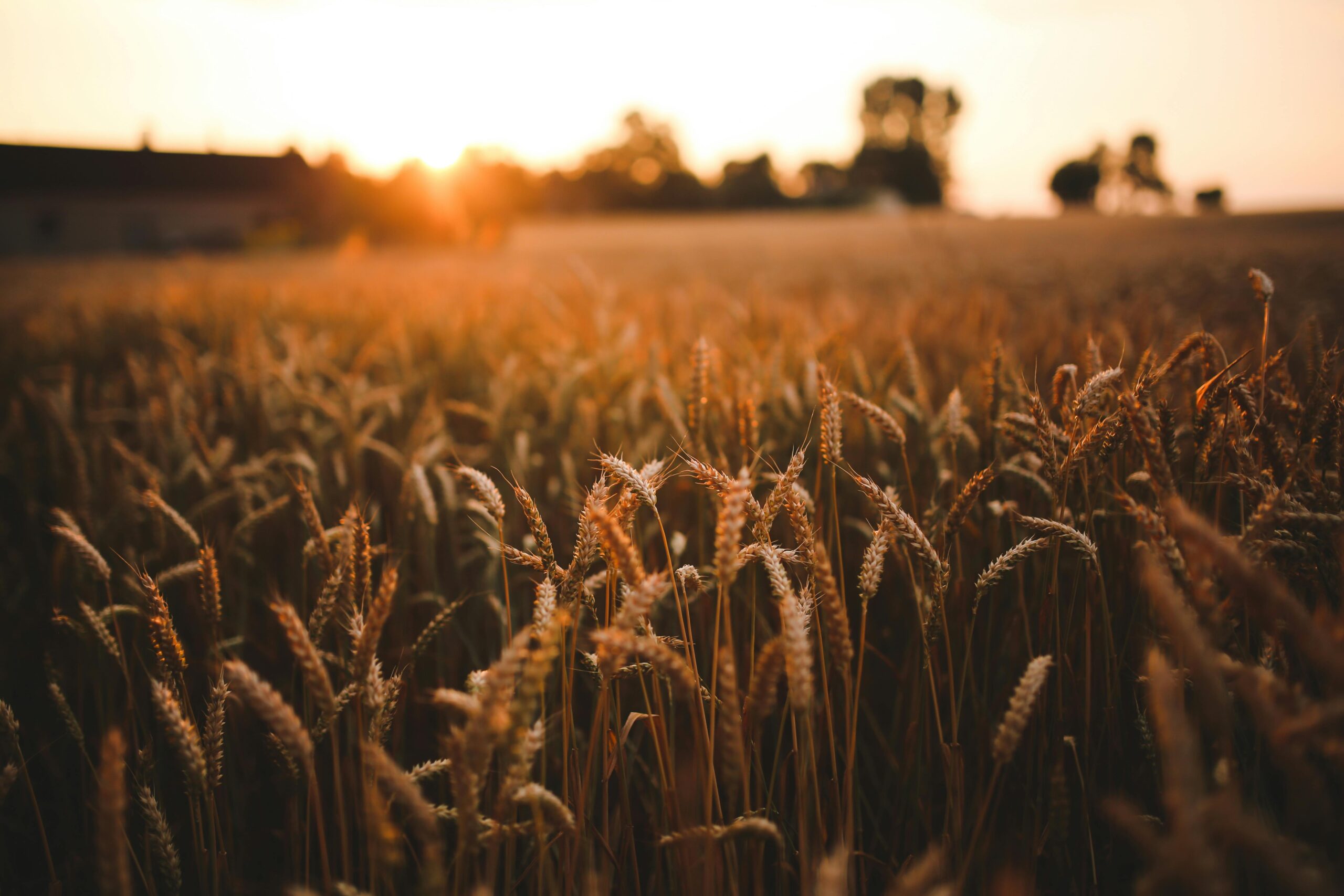 Agricultural by-products