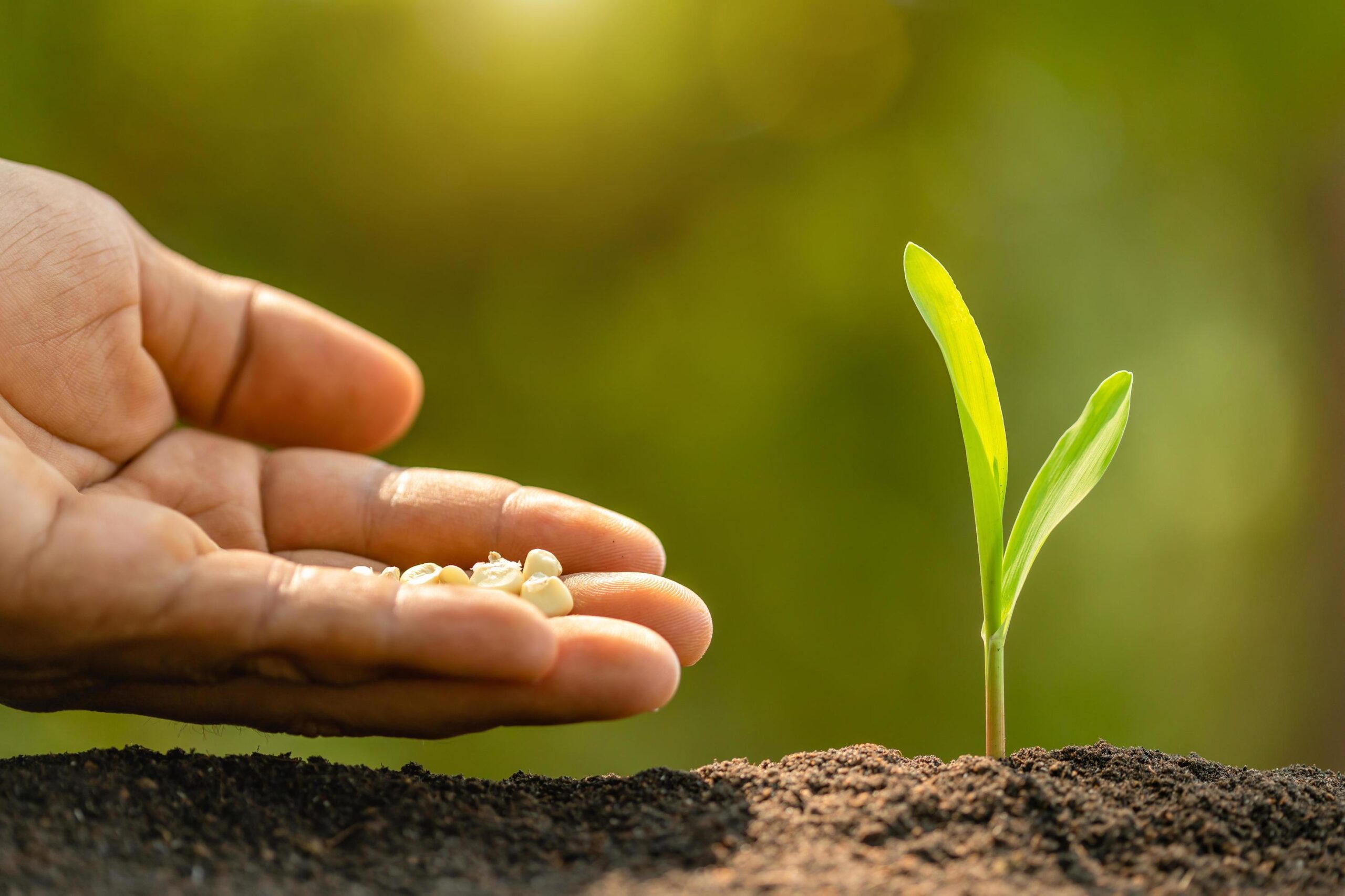 Agricultural seeds
