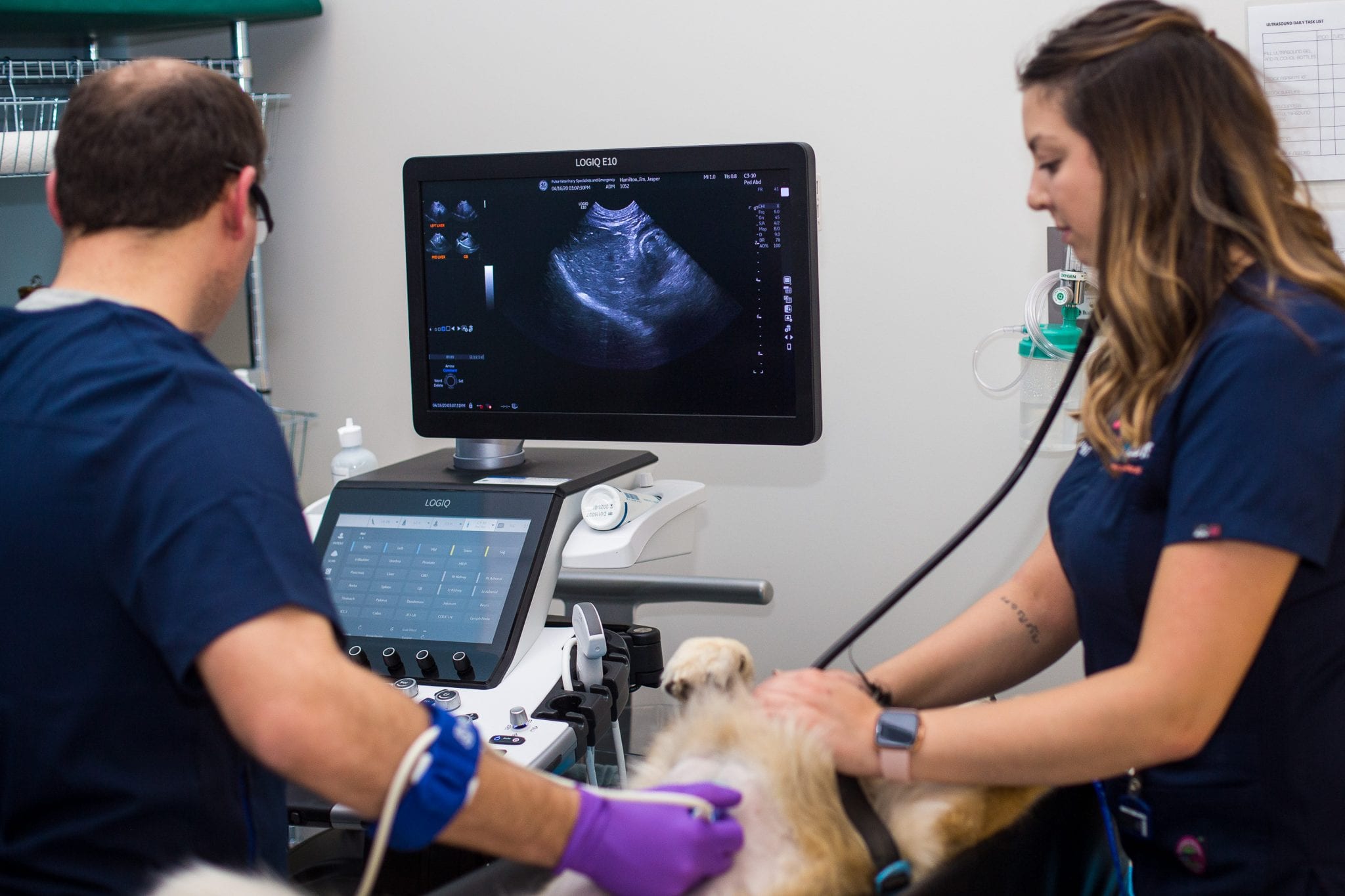 Animal diagnostics