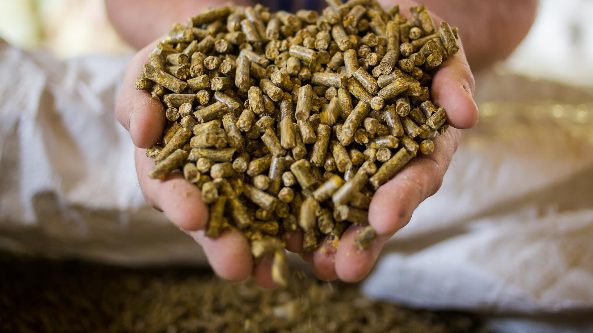 Animal feed