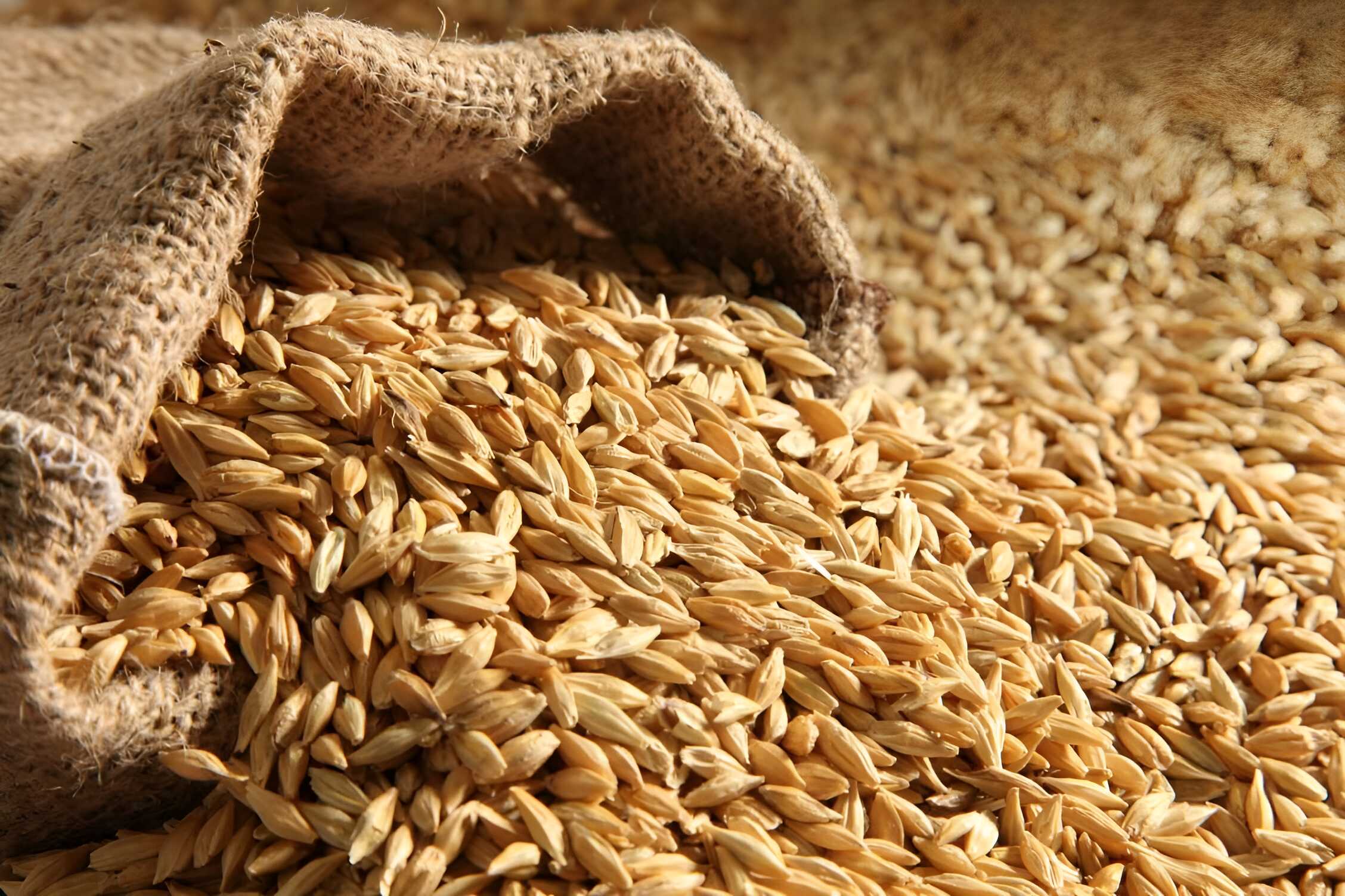 Classifier for flour, semolina, and pulse factories