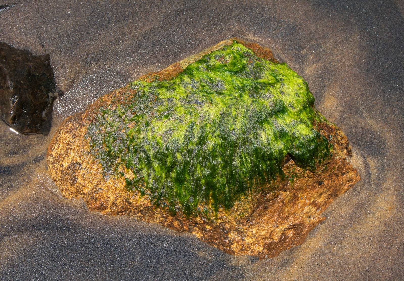 A rock covered in green algae rests in sand.