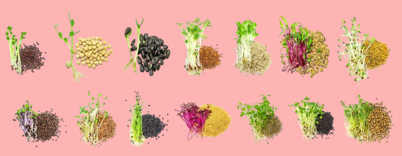 Flower seeds