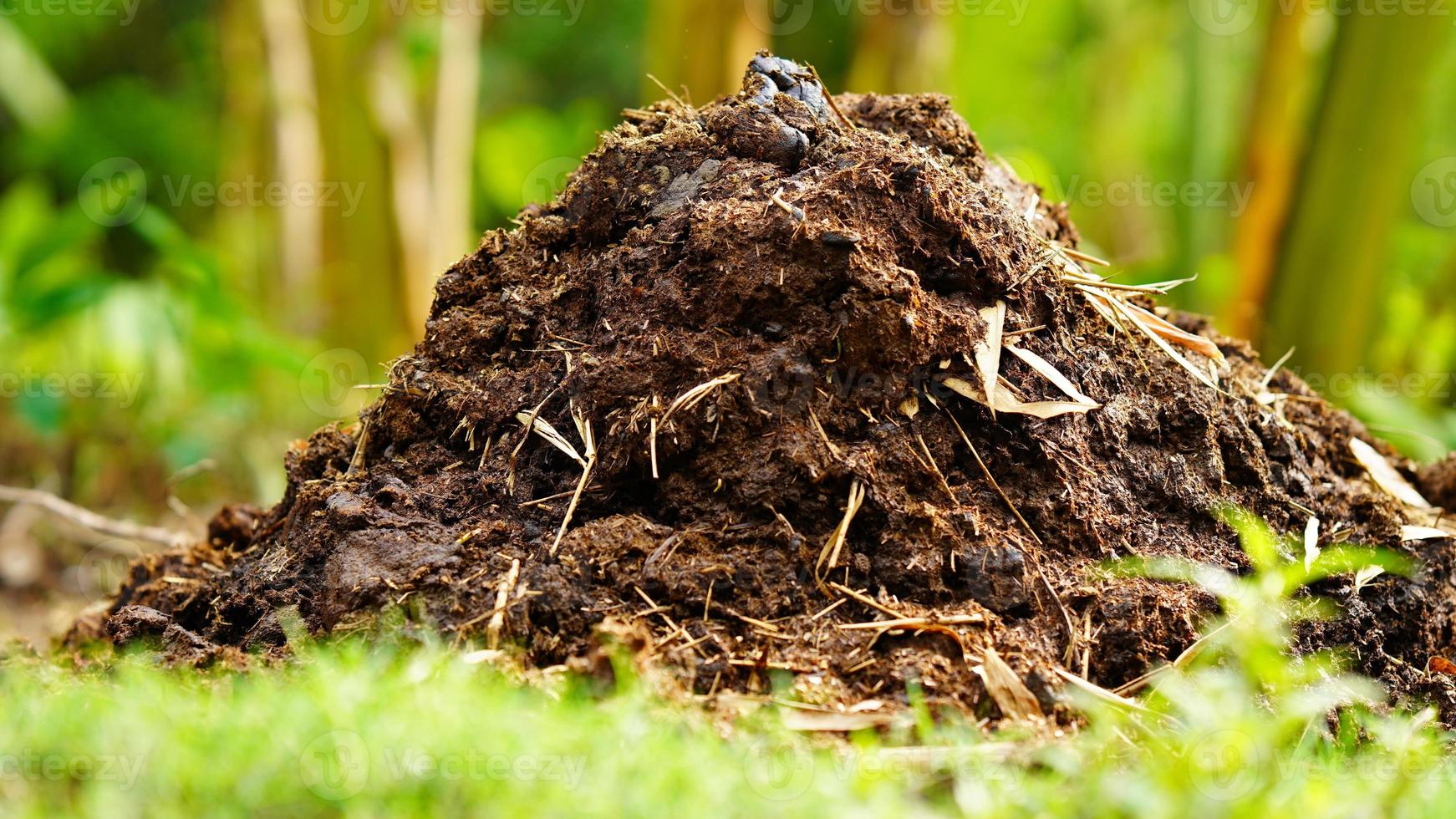Manure