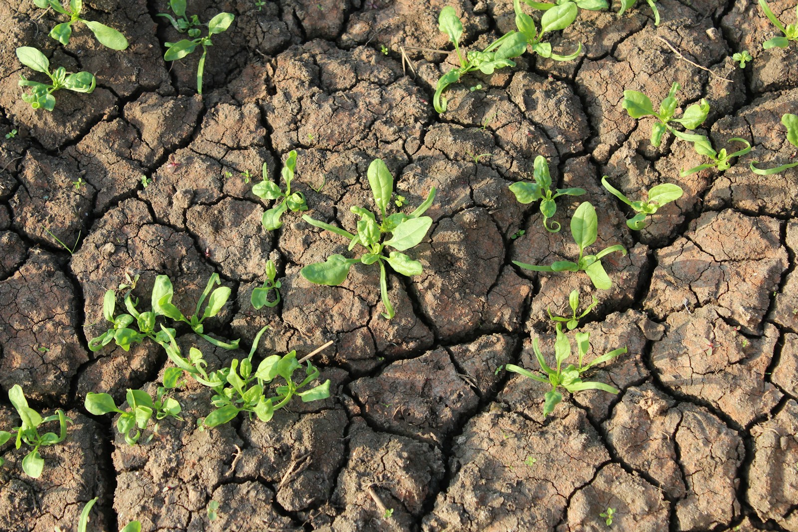 a group of plants growing in the ground