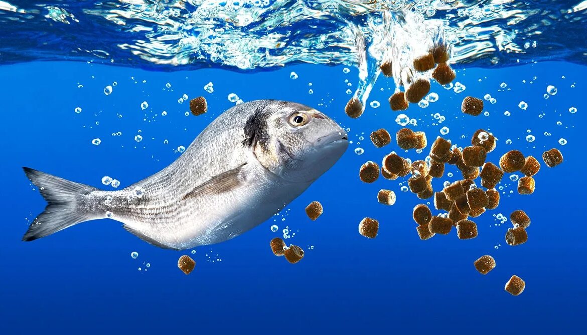 Fish feed