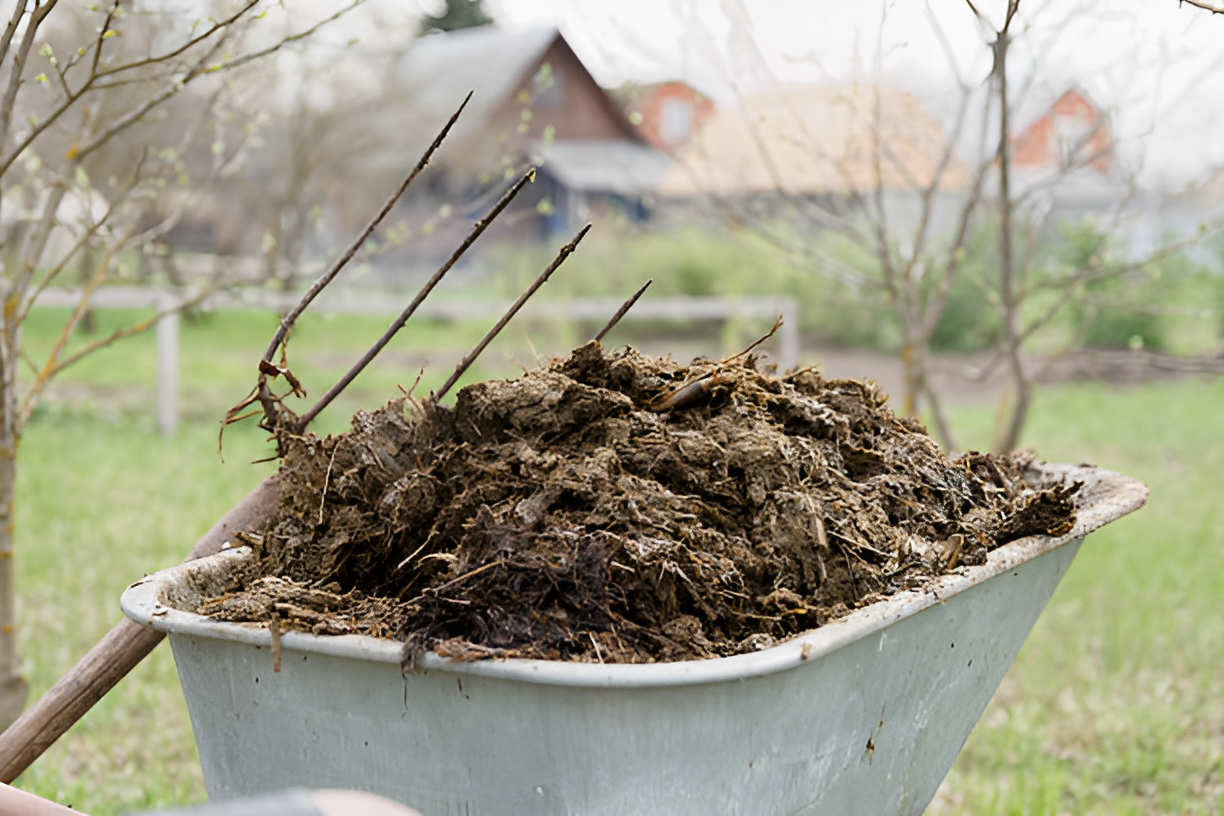 Livestock manure