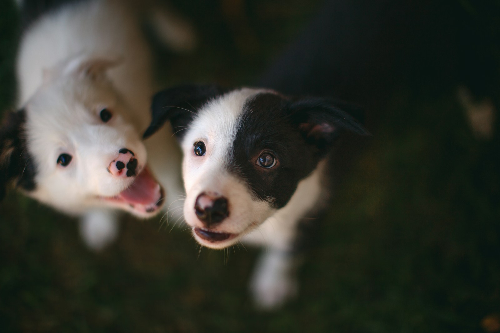 Veterinary