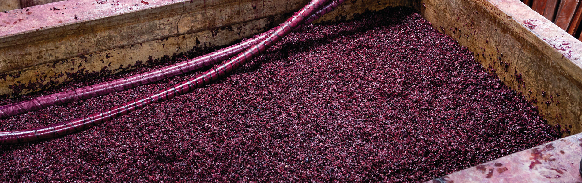 Grape must