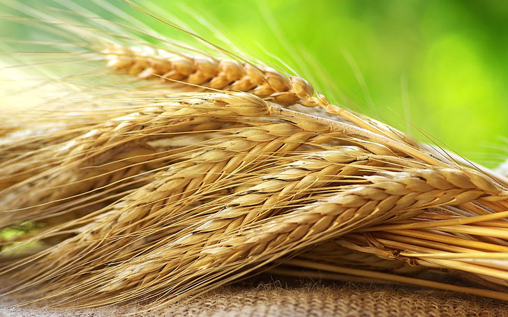 Rye
