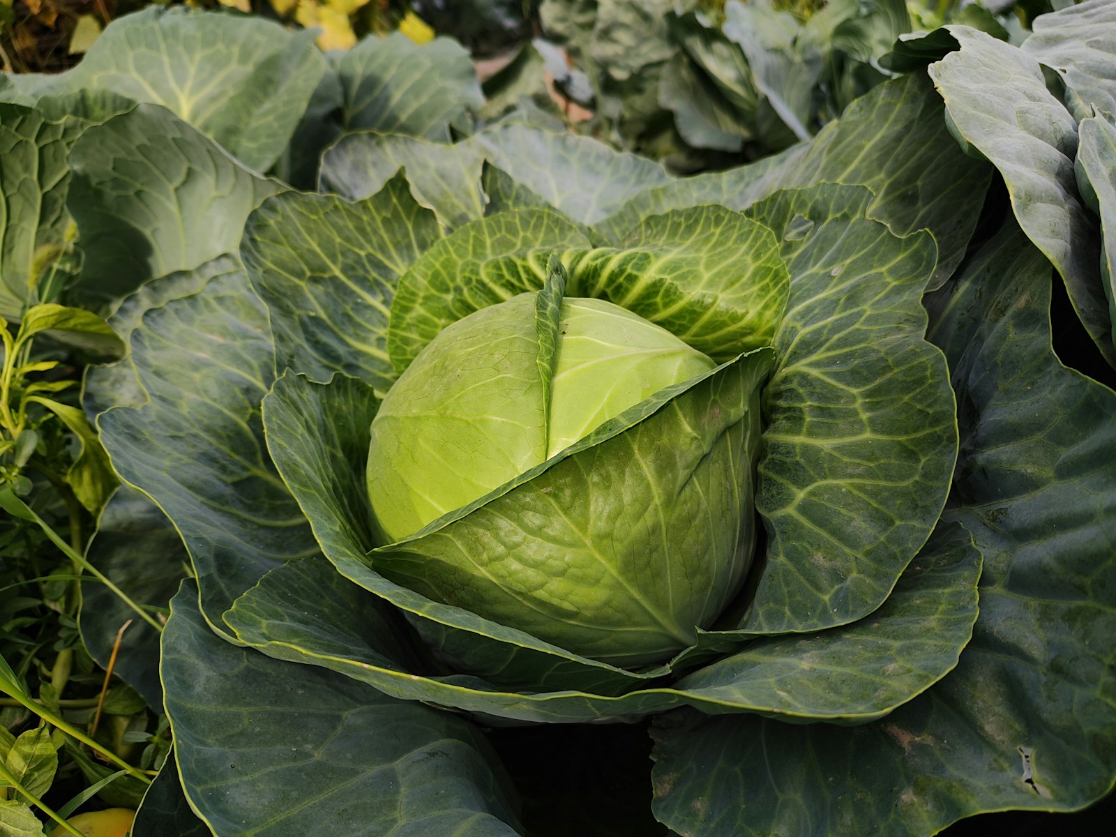 Industrial belt vegetable cutting solution