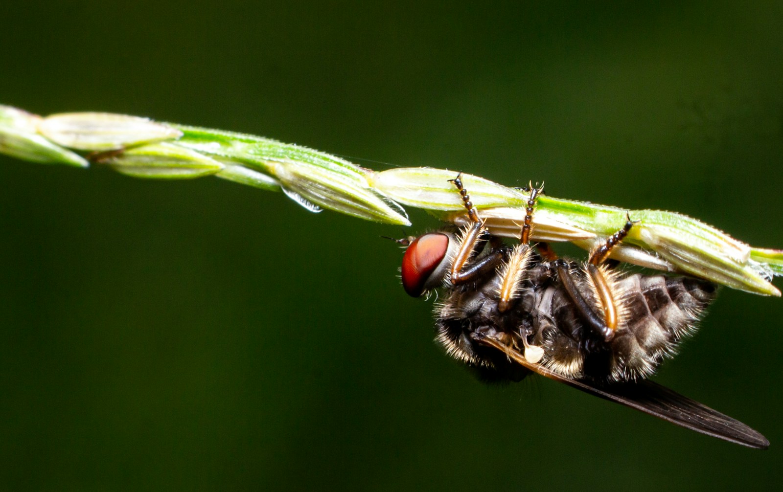 Insect technology