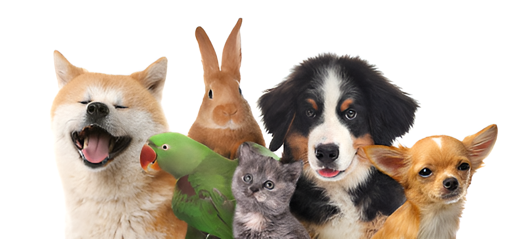 Pet care