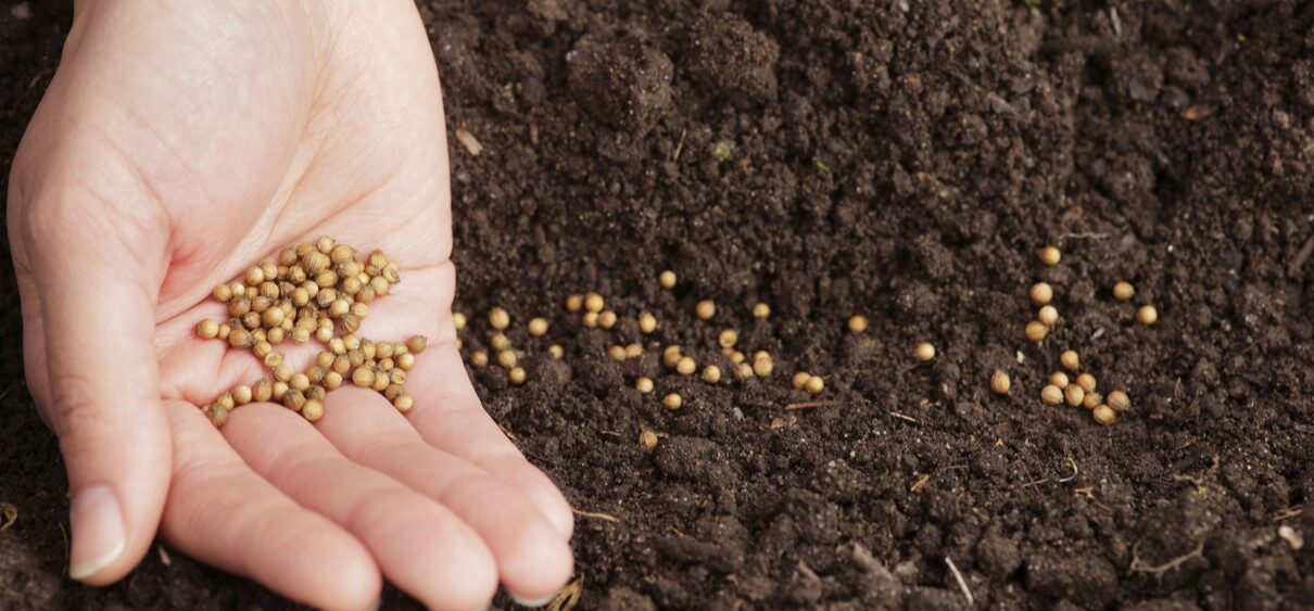 Vegetable seeds
